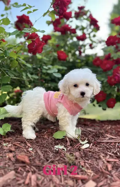 Maltese  Poodle  litter of puppies ( 1 female left ), View more