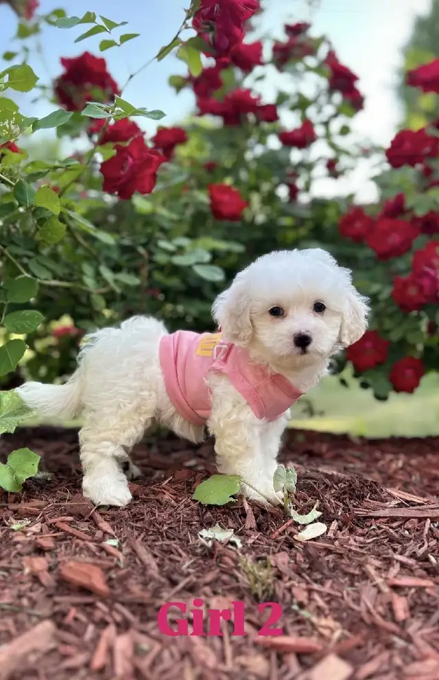 Maltese  Poodle  litter of puppies ( 1 female left ) in Dogs & Puppies for Rehoming in Ottawa - Image 2