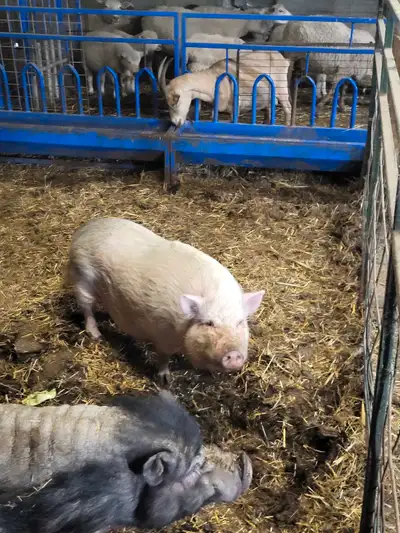 2 female pot belly pigs for sale $100.00 each or $150.00 for the pair They are 3 years old, reason f...
