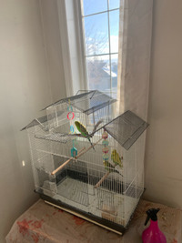 3 Budgies for sale + cage