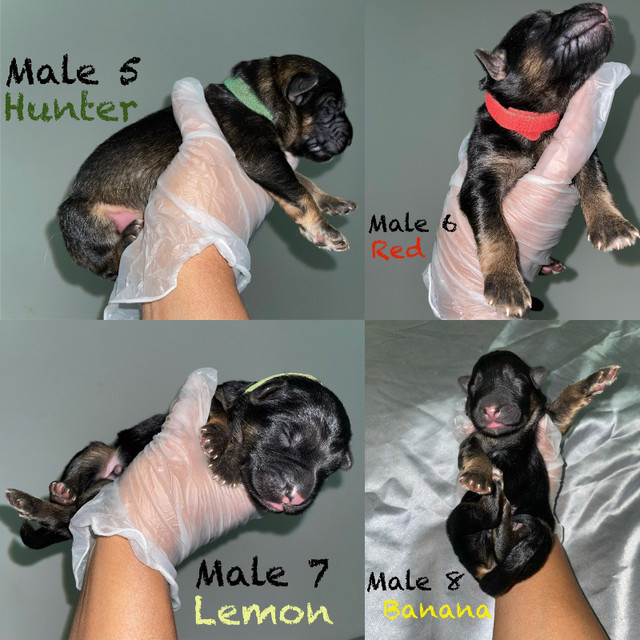 Purebred German Shepherd Puppies! (Longhair) in Dogs & Puppies for Rehoming in Markham / York Region - Image 3