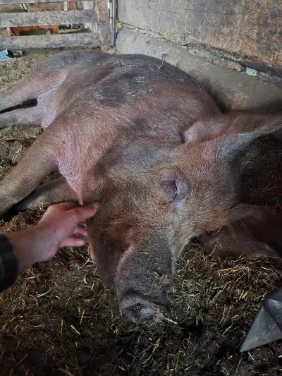 Tamworth cross Berkshire Boar , View more