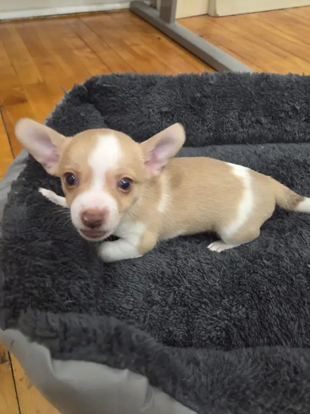 beautiful chihuahuas male in Dogs & Puppies for Rehoming in City of Montréal - Image 4