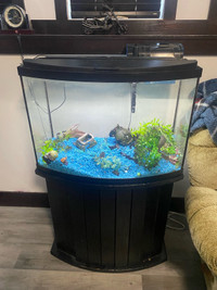  33 gallon bowfront fish tank
