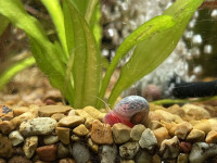 Ramshorn Snails
