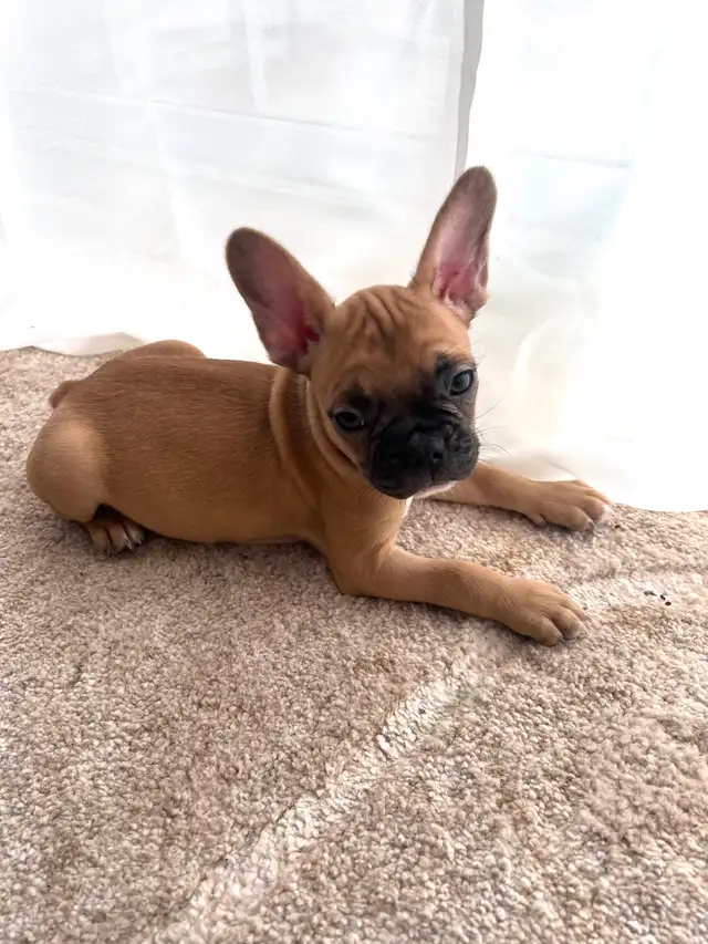 BOULEDOGUE FRANÇAIS FEMELLE  (French Bulldogs) | LILAC & FAWN in Dogs & Puppies for Rehoming in Laval / North Shore - Image 2