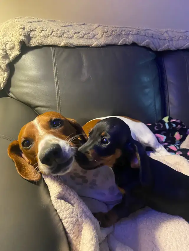 MINI DACHSHUND PUPPIES 8 W.O. ONLY 3 LEFT READY FOR NEW FAMILIES in Dogs & Puppies for Rehoming in Mississauga / Peel Region - Image 7