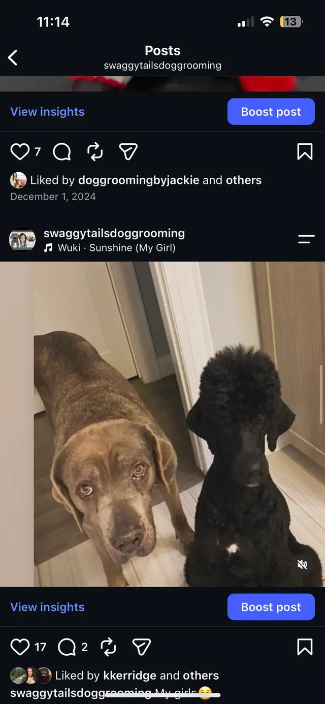Dog Grooming 528474588997888008