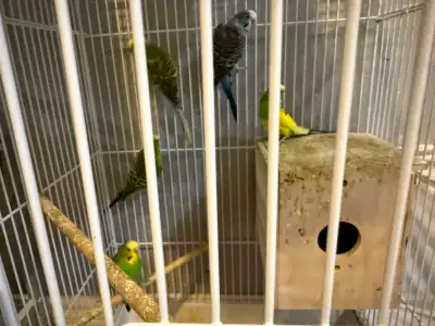 Budgies for quick sale, View more