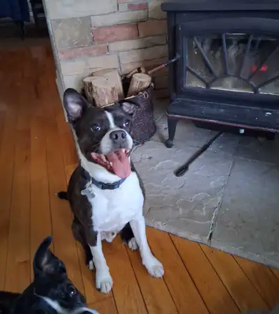 Boston Terrier for Sale. His name is Kippy and is an amazing, fun, healthy, caring dog with up to da...
