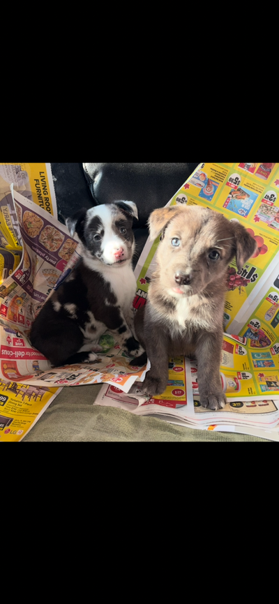 Puppies for sale $700 up, View more