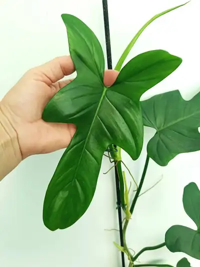 buy 6 plants $40 and get one monstera albo cutting free, View more