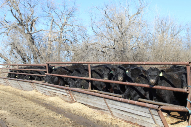 WAVENY ANGUS - Black Angus 2 Yr Old and Yearling Bulls for Sale in Livestock in Saskatoon - Image 4