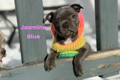 Boston Terrier X French Bulldog Puppies, View more