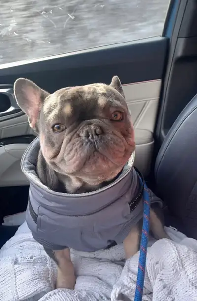 lovely frenchie Snoopy, View more