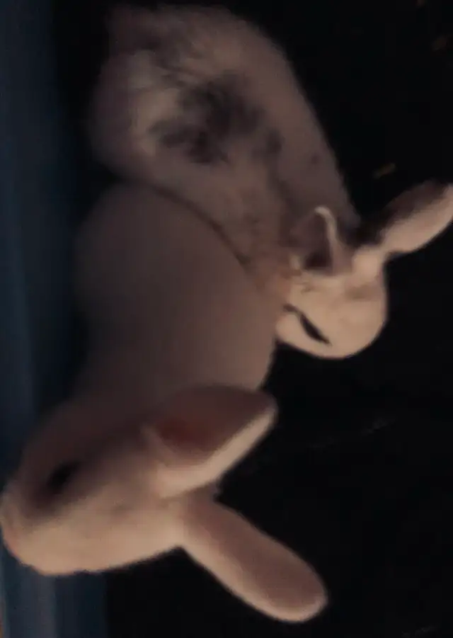 Bunnies in need of forever home❤️ in Small Animals for Rehoming in Mississauga / Peel Region - Image 4