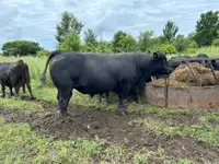 Purebred Black Angus Bull