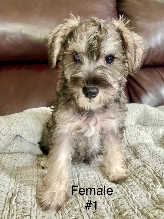 Pure Minature Schnauzer Puppies in Dogs & Puppies for Rehoming in Sudbury - Image 2