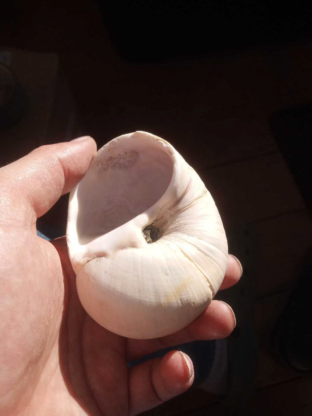Sea Shells in Arts & Collectibles in Vanderhoof - Image 2