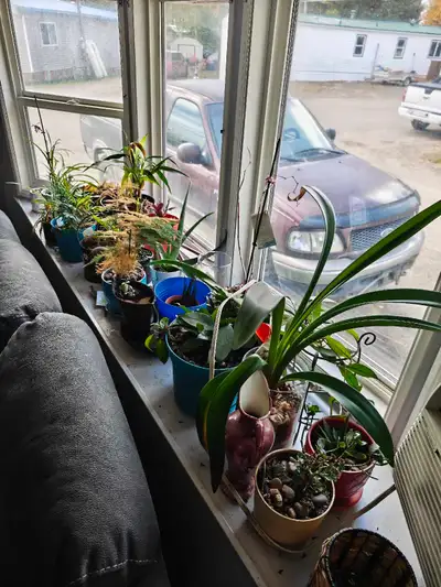 Assorted House Plants, View more