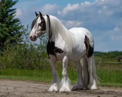 “Navy” Georgeous Gypsy Vanner Mare, View more