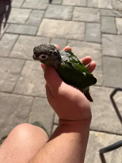 Green Cheek Conure, View more