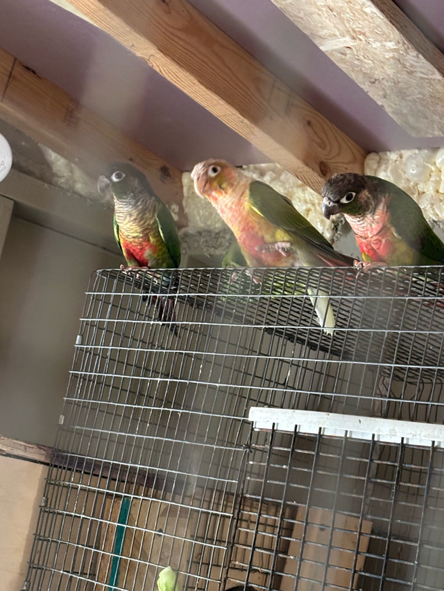 Birds for sale in Birds for Rehoming in Hamilton - Image 2