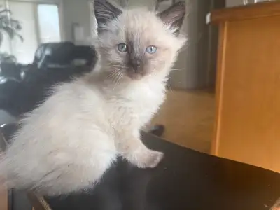 Ready for my forever home , born in February . 3 girls 1 boy ! Contact for info ..