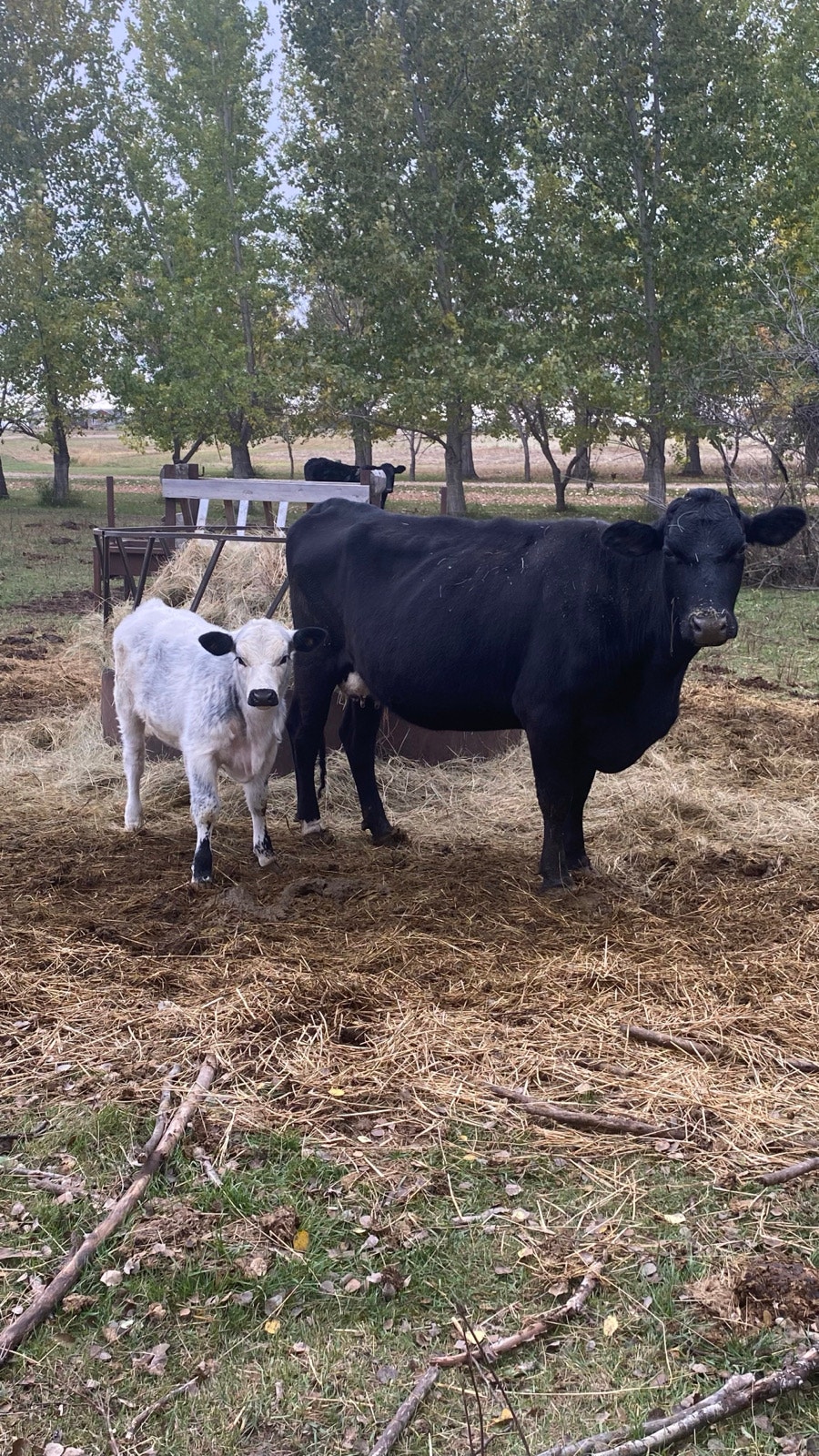 Black Angus Cross Cow Calf Pairs | Livestock | Saskatoon | Free local ...