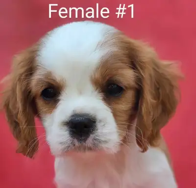 Cavalier King Charles Puppies, View more