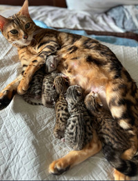 Bengal kittens! 
