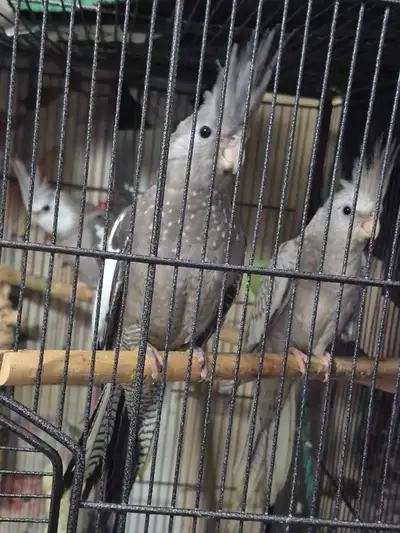 2 Pairs of Cockatiels, View more