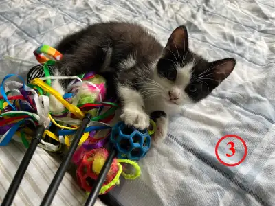❤️ 4 Chatons à Adopter – 2 Mois, Poil court – Voir Vidéo ❤️, View more