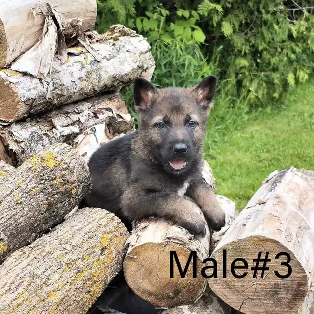 German Shepherd - Working Line Puppies - CKC in Dogs & Puppies for Rehoming in Kitchener / Waterloo - Image 9