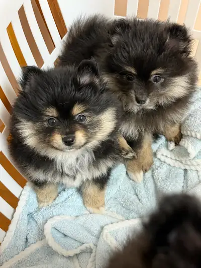Pomeranian Puppies, View more