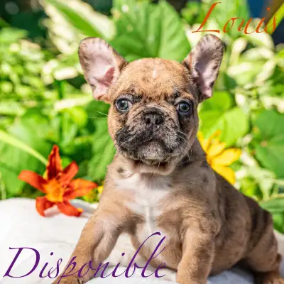 Bouledogue français chiots, View more