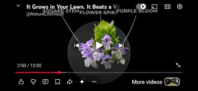 prunella Carpenters herb that heals everything, View more