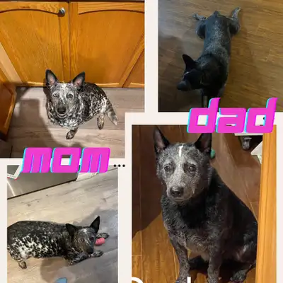 Welcome to the Gemstone Litter Dam: Quintis Sire: Dallas Both unregistered purebred blue heelers Bor...