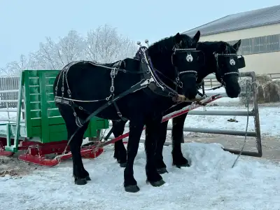 Horse Bobsleigh, View more