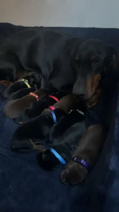 Doberman pups, View more