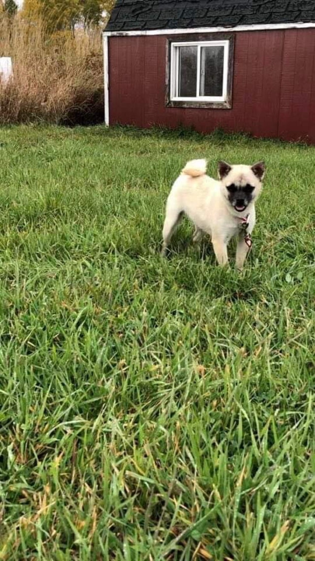 1Year Old Pug Pomeranian mix Dogs & Puppies for Rehoming Sudbury