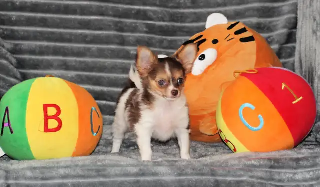 VENDU Chihuahua❤Mâle mini poil long ❤️Protection100%.Garantie in Dogs & Puppies for Rehoming in Laval / North Shore - Image 4