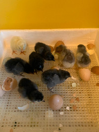Olive egger and blue layer chicks