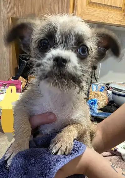 chiweiners, View more