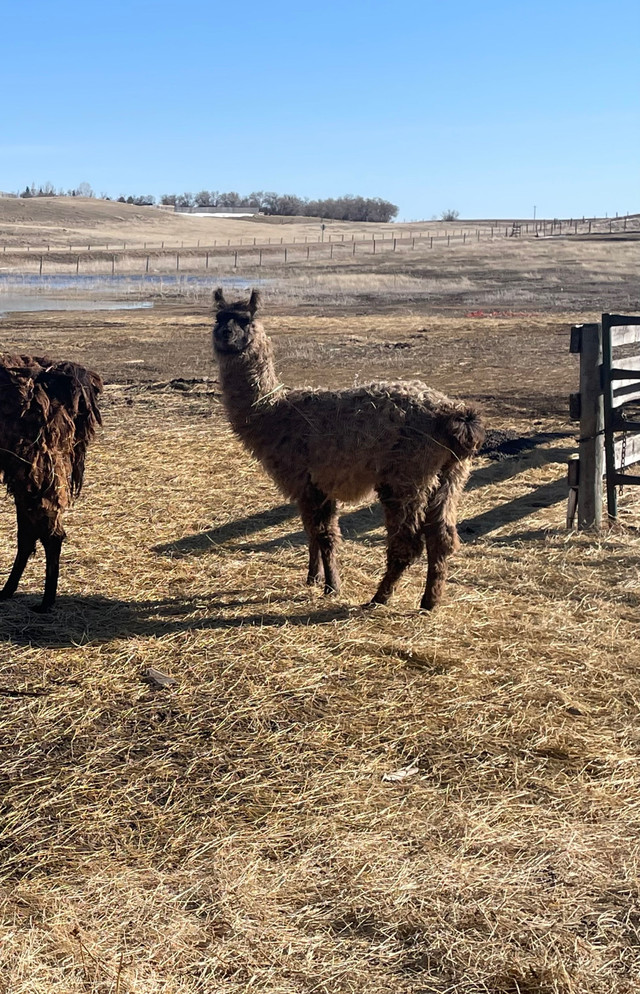 Live stock guardians *Llamas* in Livestock in Swift Current - Image 3