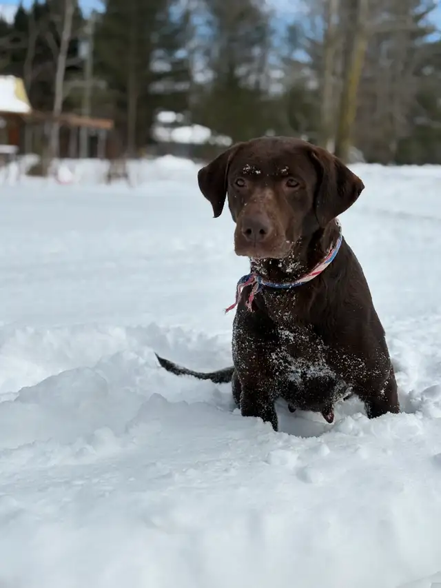 chiot labrador pure race in Dogs & Puppies for Rehoming in Laval / North Shore - Image 7