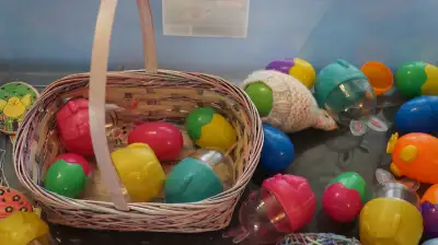 EASTER ACCESSORIES, View more