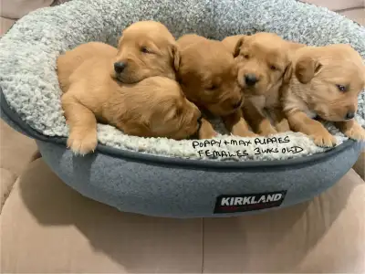 GOLDEN RETRIEVER PUPPIES, View more