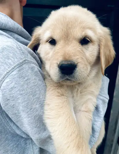 Our incredible family pet Lucy has had another litter of adorable puppies! Golden Retrievers are exc...