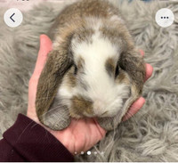 French lop bunny